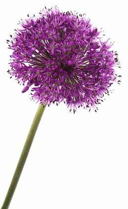 image of alium flower
